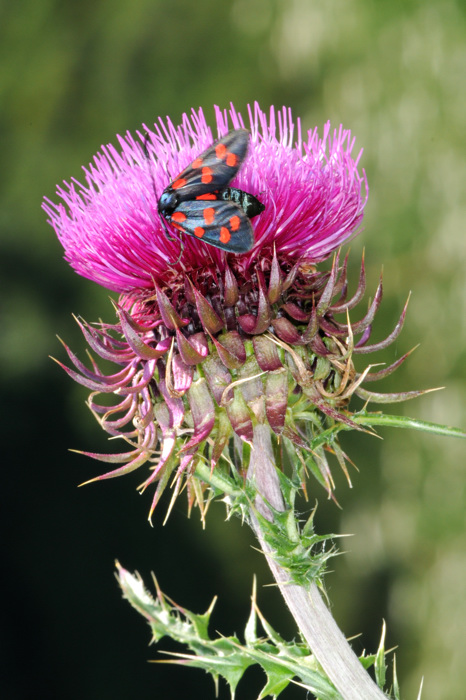 Carduus nutans / Cardo rosso
